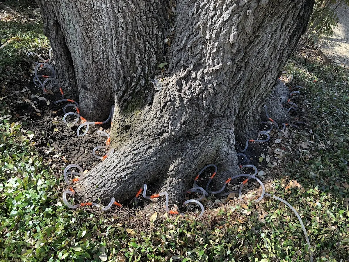 Detailed Tree Cabling and Bracing job site in Birchwood